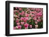 Tulip Field 14-ErikdeGraaf-Framed Premium Photographic Print