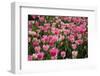 Tulip Field 14-ErikdeGraaf-Framed Premium Photographic Print