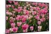 Tulip Field 14-ErikdeGraaf-Mounted Premium Photographic Print