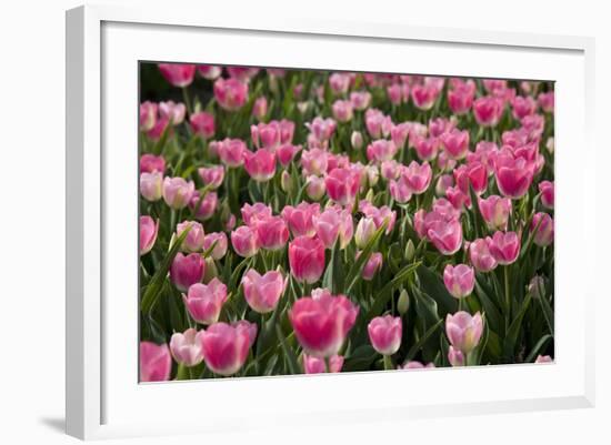 Tulip Field 14-ErikdeGraaf-Framed Photographic Print