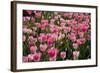 Tulip Field 14-ErikdeGraaf-Framed Photographic Print