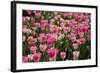 Tulip Field 14-ErikdeGraaf-Framed Photographic Print