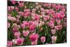 Tulip Field 14-ErikdeGraaf-Mounted Photographic Print