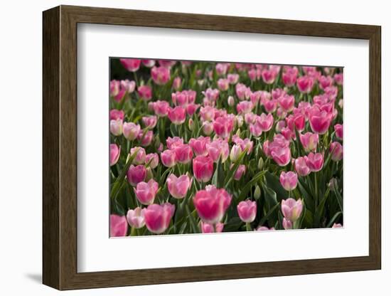 Tulip Field 14-ErikdeGraaf-Framed Photographic Print