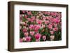 Tulip Field 14-ErikdeGraaf-Framed Photographic Print