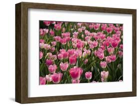 Tulip Field 14-ErikdeGraaf-Framed Photographic Print