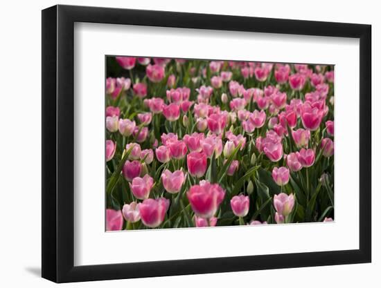 Tulip Field 14-ErikdeGraaf-Framed Photographic Print