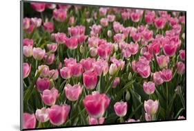 Tulip Field 14-ErikdeGraaf-Mounted Photographic Print