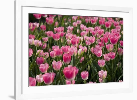 Tulip Field 14-ErikdeGraaf-Framed Photographic Print