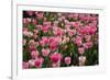 Tulip Field 14-ErikdeGraaf-Framed Photographic Print