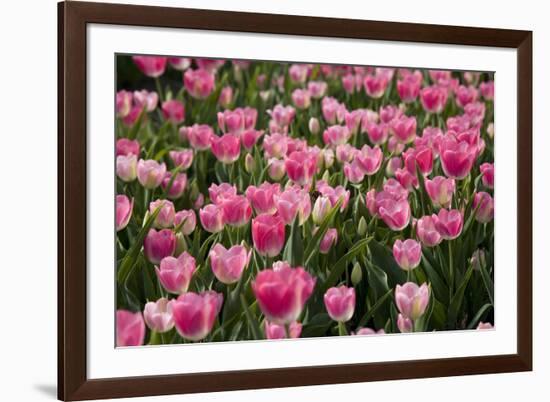 Tulip Field 14-ErikdeGraaf-Framed Photographic Print