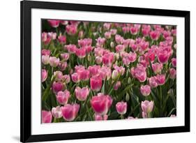 Tulip Field 14-ErikdeGraaf-Framed Photographic Print