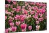 Tulip Field 14-ErikdeGraaf-Mounted Photographic Print