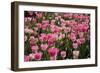 Tulip Field 14-ErikdeGraaf-Framed Photographic Print