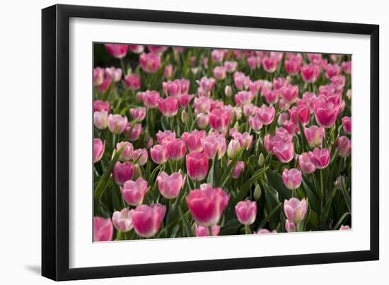 Tulip Field 14-ErikdeGraaf-Framed Photographic Print