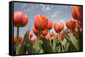 Tulip Field 16-ErikdeGraaf-Framed Stretched Canvas