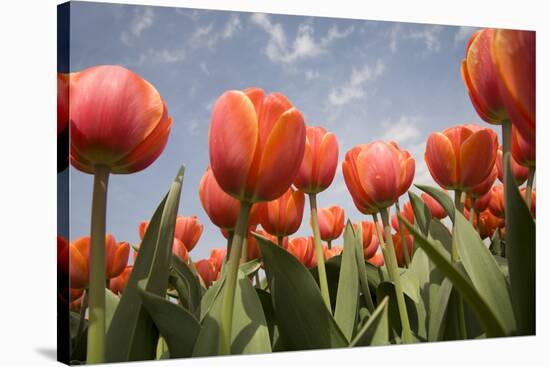 Tulip Field 16-ErikdeGraaf-Stretched Canvas