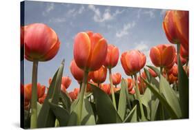 Tulip Field 16-ErikdeGraaf-Stretched Canvas