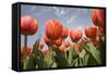 Tulip Field 16-ErikdeGraaf-Framed Stretched Canvas