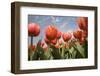 Tulip Field 16-ErikdeGraaf-Framed Photographic Print