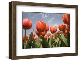 Tulip Field 16-ErikdeGraaf-Framed Photographic Print