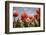 Tulip Field 16-ErikdeGraaf-Framed Photographic Print