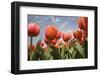 Tulip Field 16-ErikdeGraaf-Framed Photographic Print