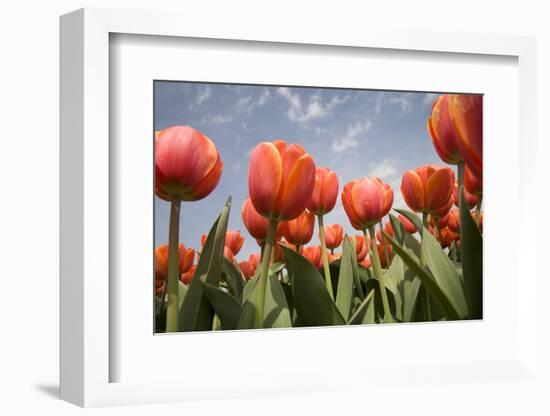 Tulip Field 16-ErikdeGraaf-Framed Photographic Print