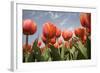 Tulip Field 16-ErikdeGraaf-Framed Photographic Print