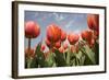 Tulip Field 16-ErikdeGraaf-Framed Photographic Print