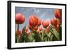 Tulip Field 16-ErikdeGraaf-Framed Photographic Print