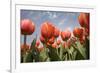 Tulip Field 16-ErikdeGraaf-Framed Photographic Print