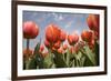 Tulip Field 16-ErikdeGraaf-Framed Photographic Print