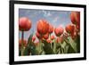 Tulip Field 16-ErikdeGraaf-Framed Photographic Print