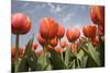 Tulip Field 16-ErikdeGraaf-Mounted Photographic Print