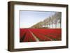 Tulip Field 18-ErikdeGraaf-Framed Photographic Print