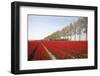 Tulip Field 18-ErikdeGraaf-Framed Photographic Print