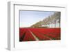 Tulip Field 18-ErikdeGraaf-Framed Photographic Print