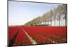 Tulip Field 18-ErikdeGraaf-Mounted Photographic Print