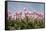 Tulip Field 19-ErikdeGraaf-Framed Stretched Canvas