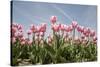 Tulip Field 19-ErikdeGraaf-Stretched Canvas