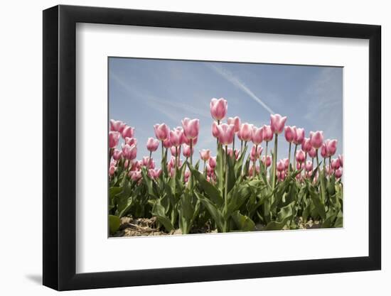Tulip Field 19-ErikdeGraaf-Framed Photographic Print