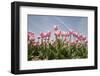 Tulip Field 19-ErikdeGraaf-Framed Photographic Print
