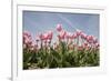 Tulip Field 19-ErikdeGraaf-Framed Photographic Print