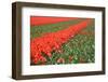 Tulip Field 23-ErikdeGraaf-Framed Photographic Print