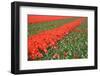 Tulip Field 23-ErikdeGraaf-Framed Photographic Print