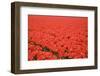 Tulip Field 24-ErikdeGraaf-Framed Photographic Print