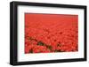 Tulip Field 24-ErikdeGraaf-Framed Photographic Print