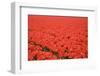 Tulip Field 24-ErikdeGraaf-Framed Photographic Print