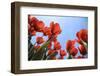 Tulip Field 26-ErikdeGraaf-Framed Photographic Print